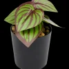 Kunstplanten & -Bloemen- Kunstplantje in pot | Action NL