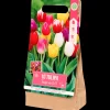 Zaaien & Planten- Tulpenbollen | Action NL